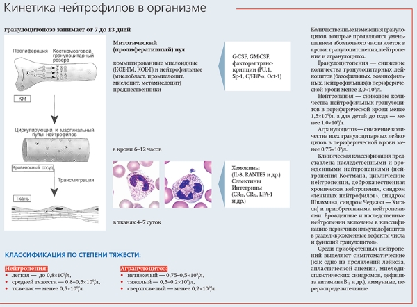 
        Дети с нейтропенией:  оправданна ли гиперопека?			    