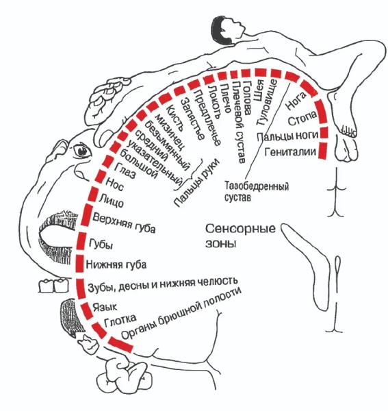 
        Фантомная боль. Междисциплинарный подход как ключ к успешной терапии			    