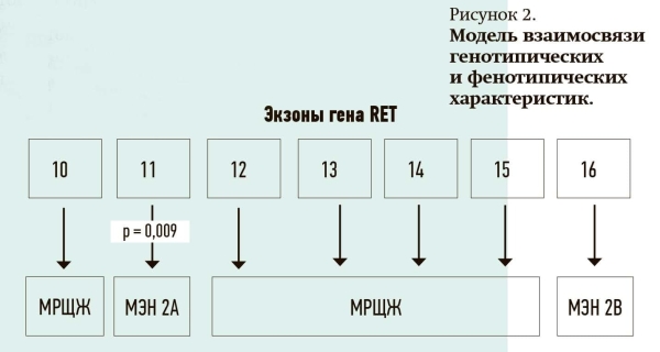 
        Синдром множественной эндокринной неоплазии 2А типа: особенности диагностики в Республике Беларусь                    